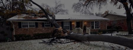 Next Level Tree Services Inc photo 4