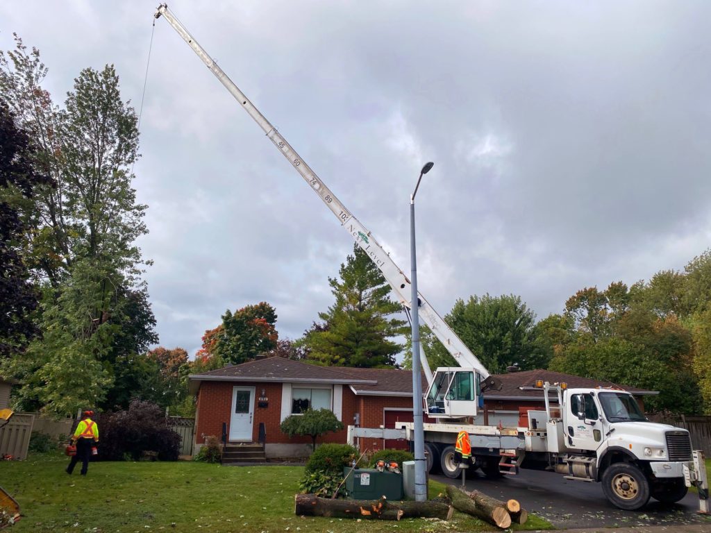 Next Level Tree Services Ottawa emergency tree removal and tree branch removal services in Ottawa