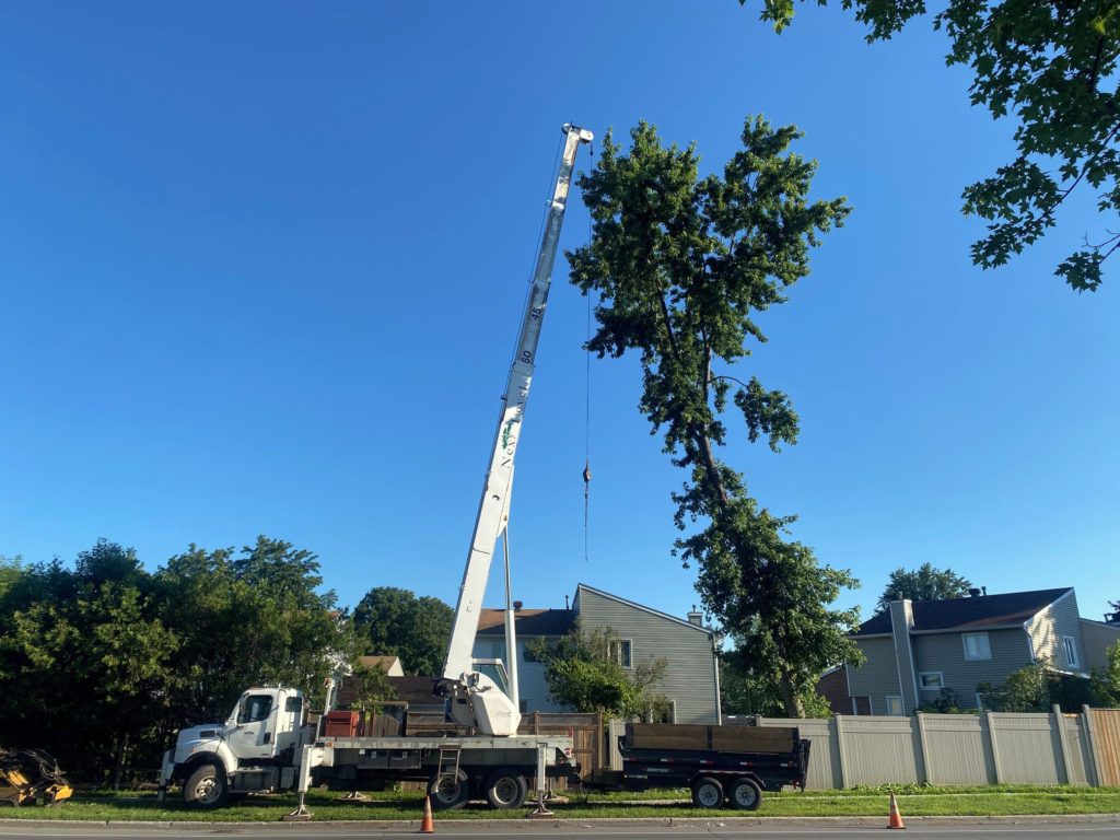 Next Level Tree Services Ottawa offers crane tree removal of any size
