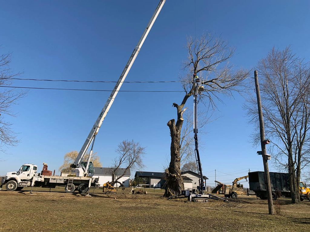 Tree Branch Removal Tree Limb Removal Next Level Tree Services