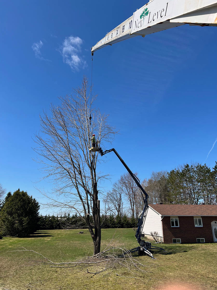 Tree Branch Removal Tree Limb Removal Next Level Tree Services   Next Level Tree Services Ottawa Tree Branch Removal 