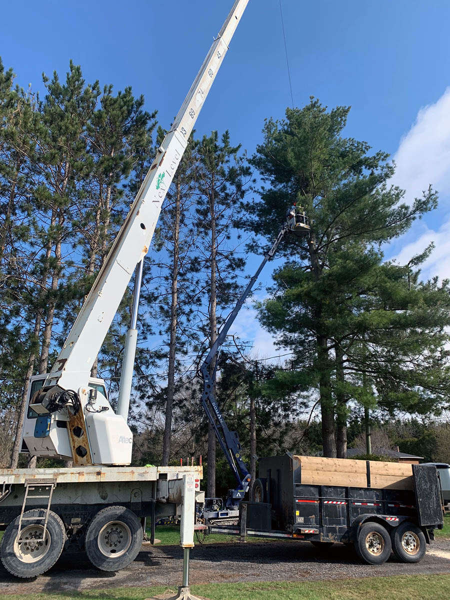 Tree Branch Removal Tree Limb Removal Next Level Tree Services   Next Level Tree Services Tree Branch Removal Ottawa 