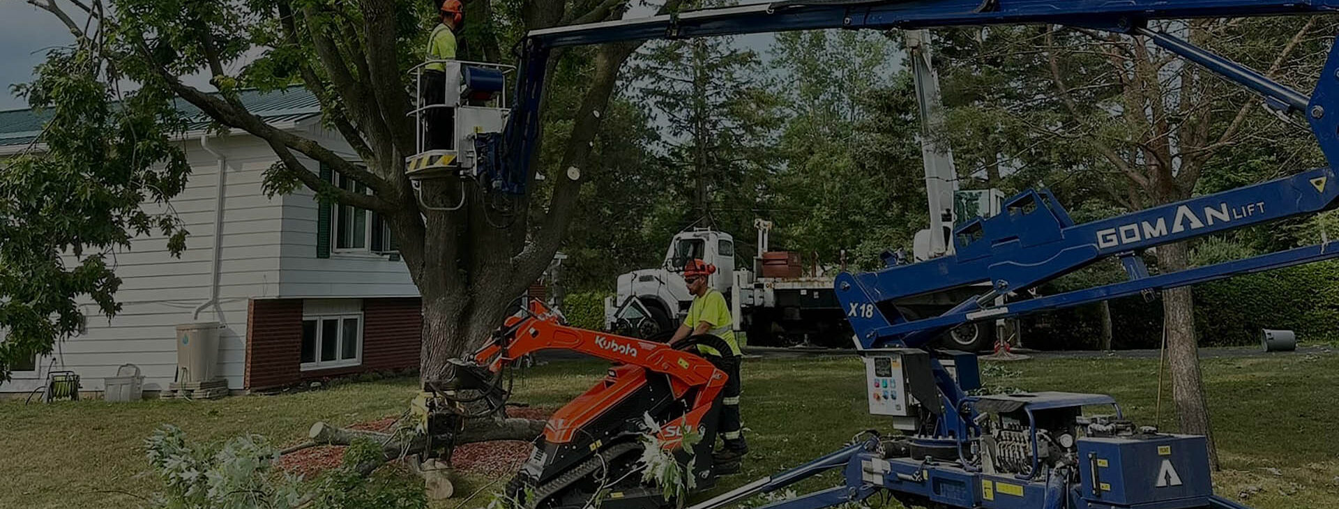 Tree Branch & Limb Removal