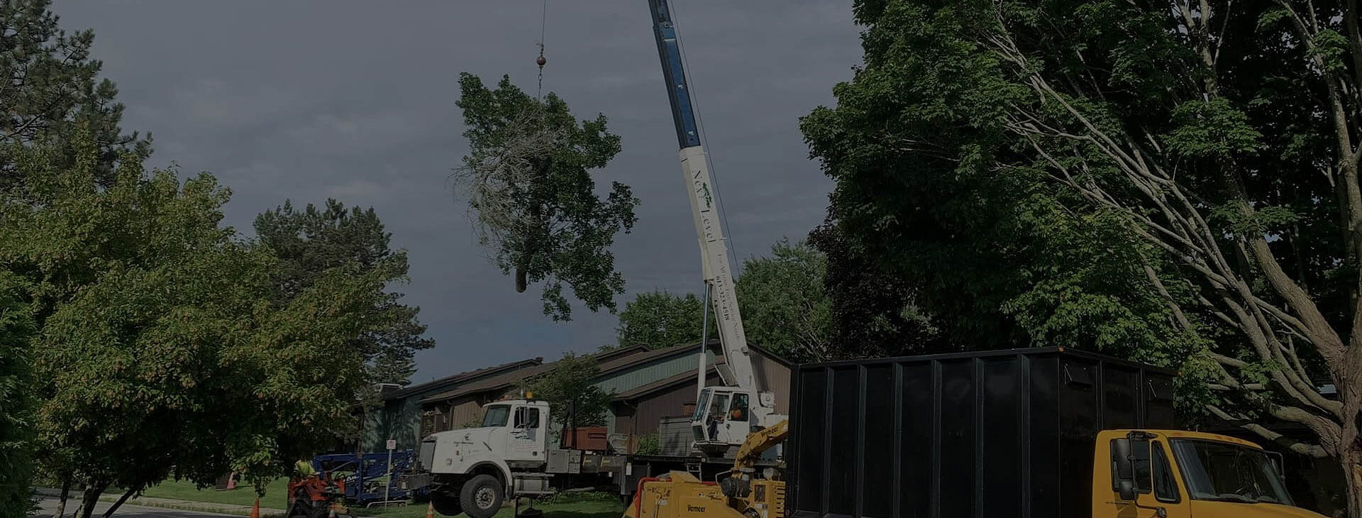 Professional & Safe Tree Removal